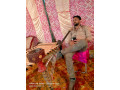 gigolo-in-new-delhi-mukharji-nagar-small-0